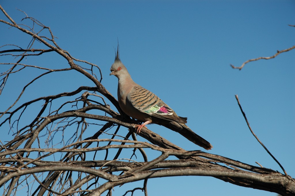 Crestes Pigeon